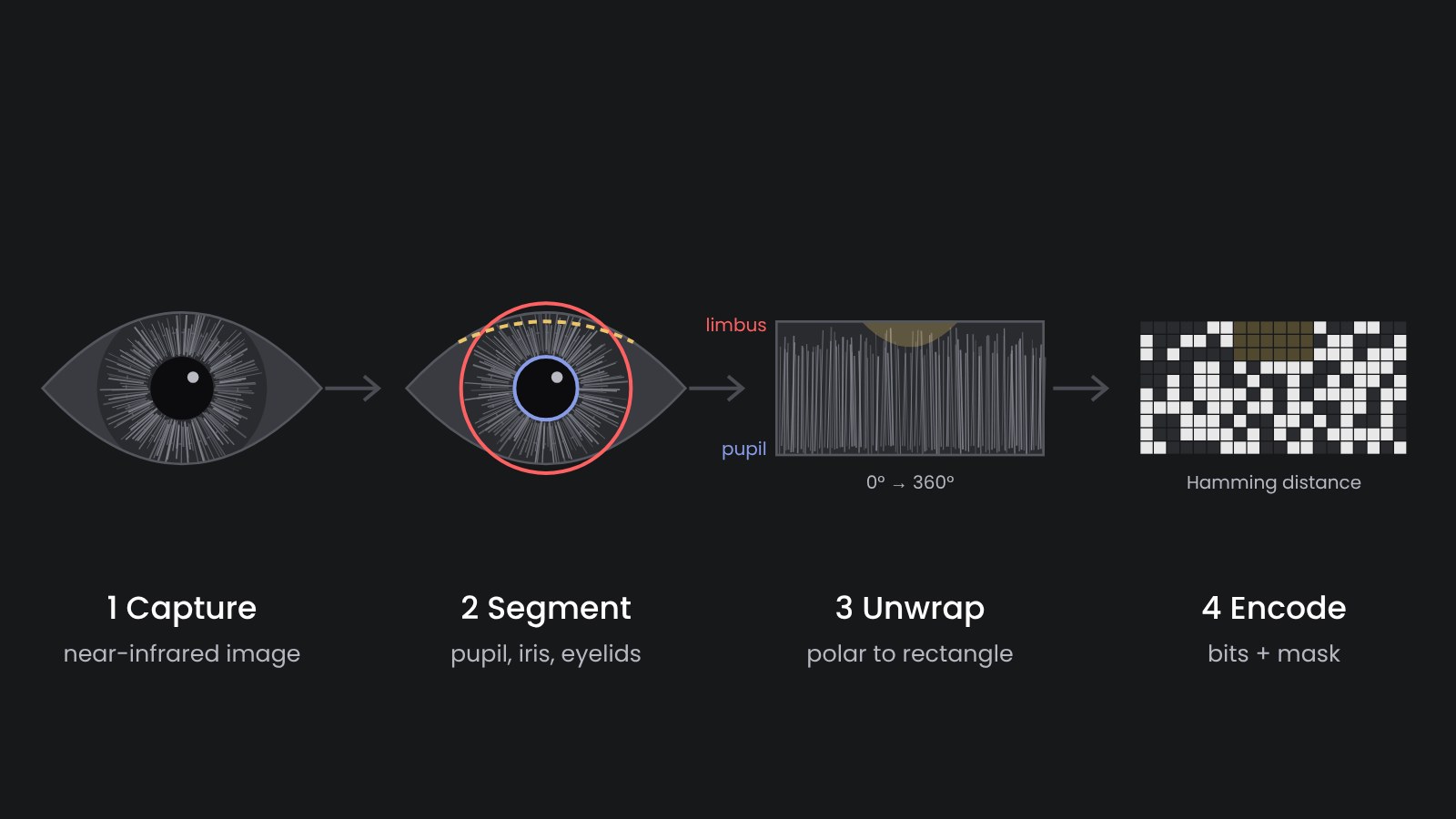 Iris recognition pipeline: capture, segmentation, unwrapping and encoding into an iris code